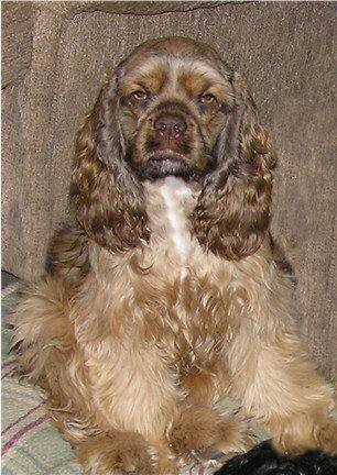 Reese - A chocolate and white American Cocker Spaniel with tan points