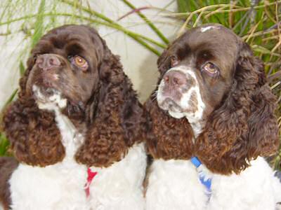 These chocolate and white Cockers are brothers