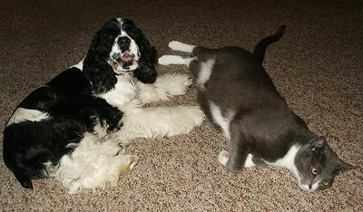 Cocker Spaniels and cats can get along