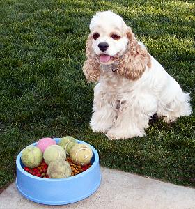 Tennis ball addiction