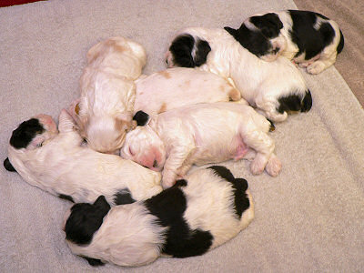 photo of 3 week old Cocker Spaniel puppies