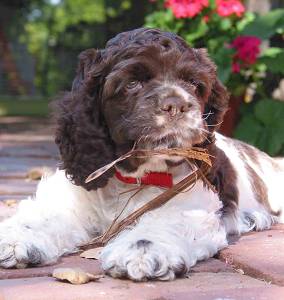 Tucker chewing a branch