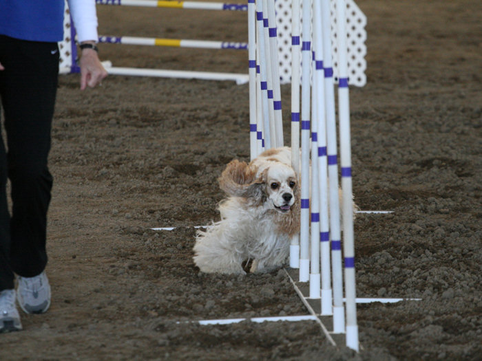 weave poles