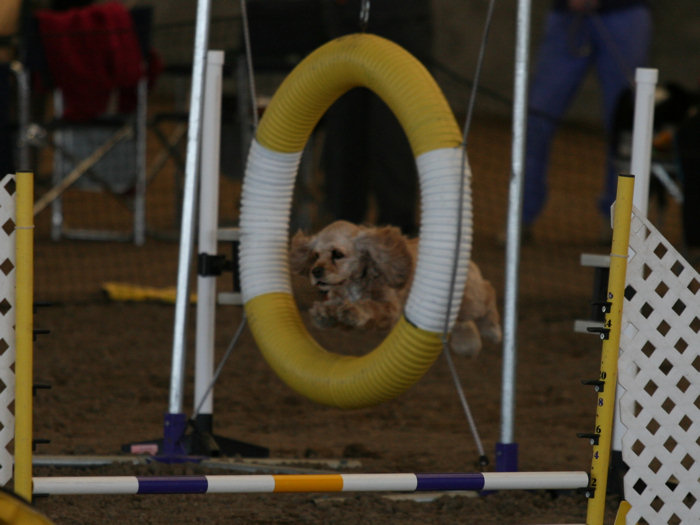 jumping through the tire