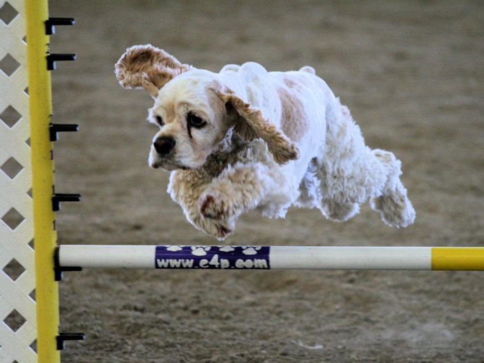 Duke flying over a jump