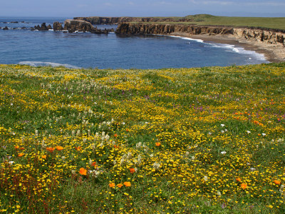 Wildflowers on the San Luis Obispo county coastline