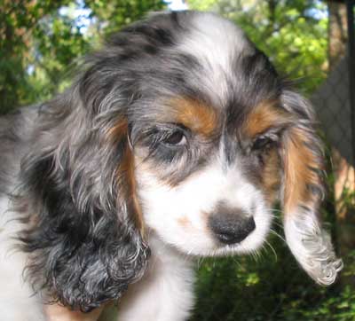 blue merle parti Cocker with tan points